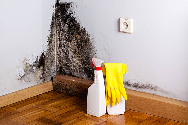 Best Home Mold Removal  in Ke Providence, LA